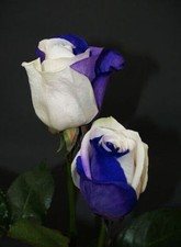 70 SEMI DI ROSA Blu-White 