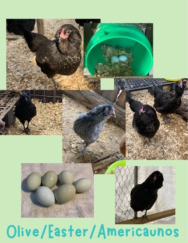(12) Easter/Olive/Azure/Americano Hatching Eggs