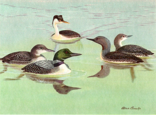 1960 LOONS Western Grebe Red Throated Common Bird Portraits in Color