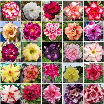 Adenium Obesum Desert Roses Double & Triple Flowers Mixed Assorted