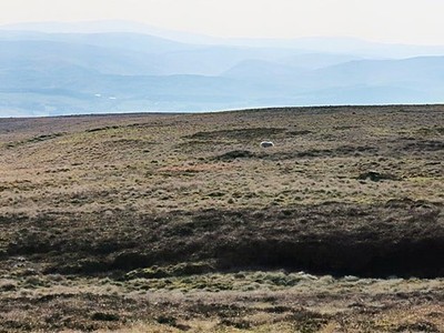 Photo 6x4 Sheep in moorland on Gana Hill  c2017