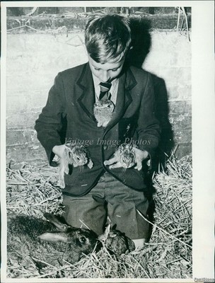 1961 Graham Turner Holds Baby Hares Adopted By His Pet Rabbit Animals Photo 7x9