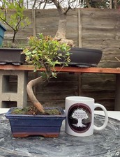Sageretia Chinese sweet plum Bonsai Tree - Indoor