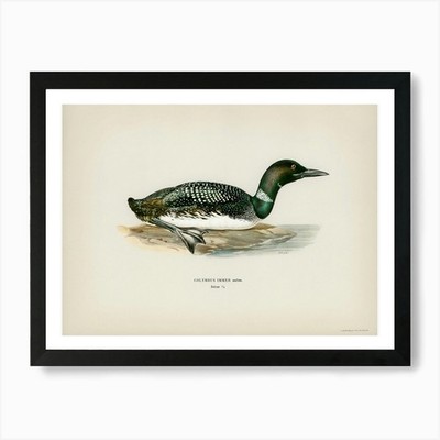 Common Loon (Colymbus Immer), The V gerahmtes Wandbild Poster Leinwanddruck Bild