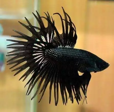 popular black crowntail live betta fish, SEE VIDEO ON DESCRIPTION super  quality/