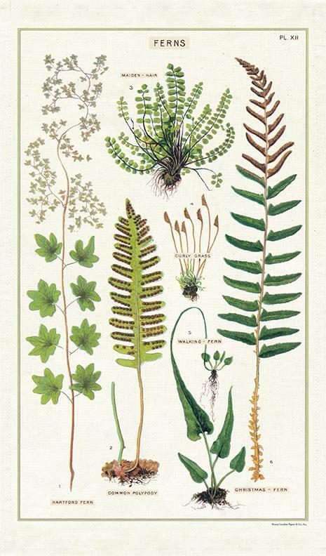 Cavallini - 100% Natural Cotton Vintage Tea Towel - 80 x 47cms - Ferns