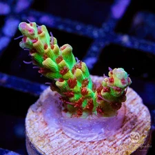 Strawberry Shortcake Acro - Live Coral Frag