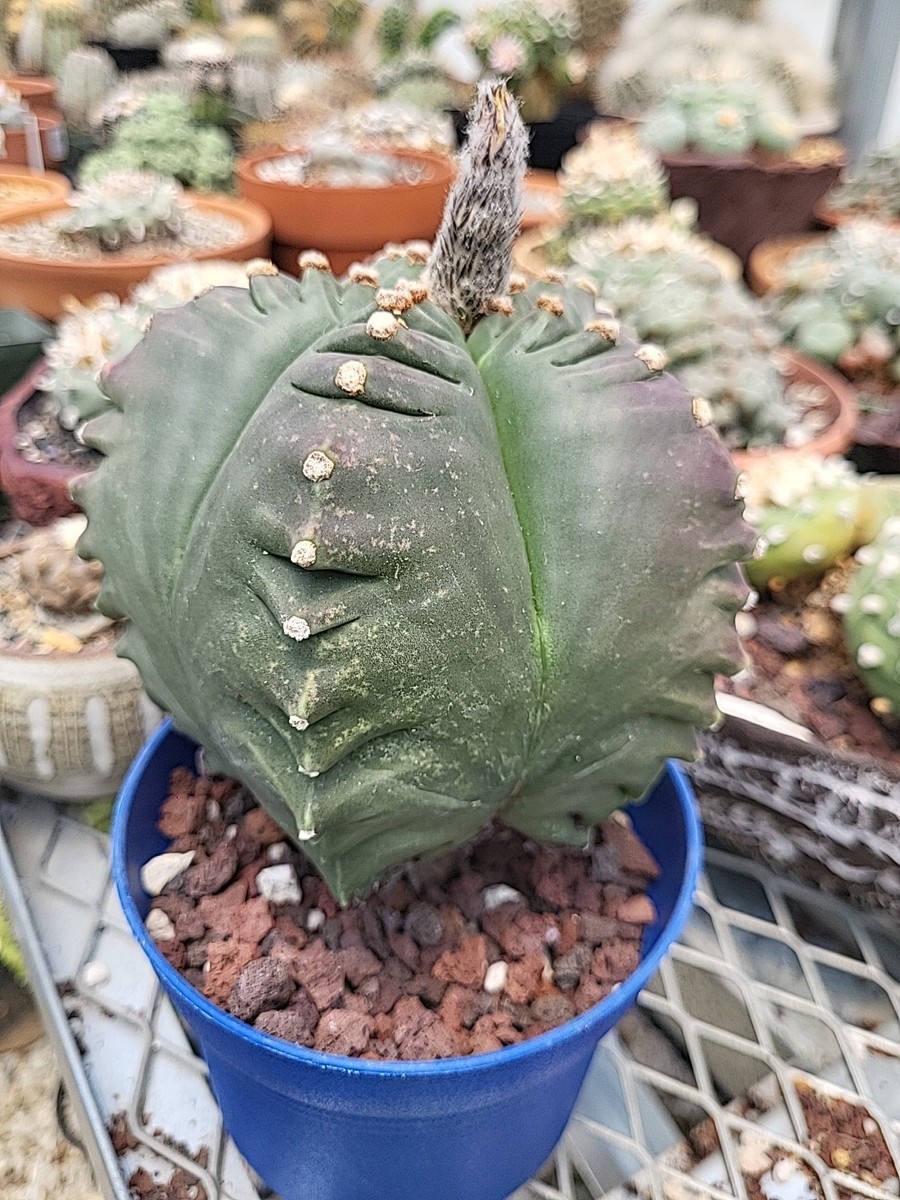Astrophytum Myriostigma Kikko Seed Grown Cactus Succulents