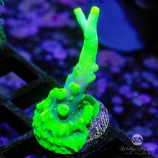 (M2) WA Yoda Acro - WYSIWYG Live Coral Frag