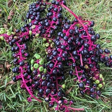 500 Pokeweed Seeds (Phytolacca americana) herbaceous perennial, dye, biomass