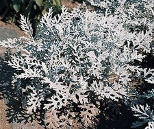 Dusty Miller Silver Dust  2,000 seeds