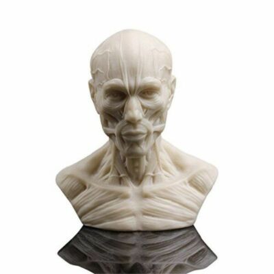 Human Bust Sculpture Statue Resin Sketch Draw Plaster Cast Artist Model Decor