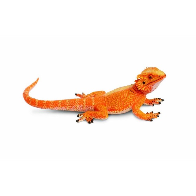 Bearded Dragon For Sale Online