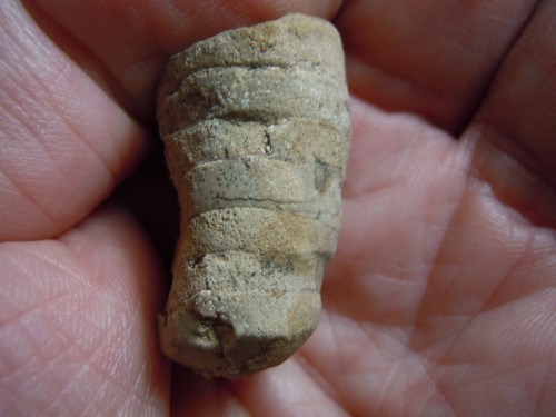 Fossil Stone Ammonite Rare Kansas City Find 15.5 Grams - Picture 10 of 11