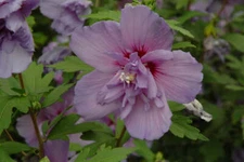 Rose Of Sharon - Shrub Althea - Hibiscus 'Purple' Double Blooming