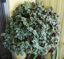 Violet Hill Tradescantia Zebrina Trailing Wandering Jew Houseplant Ground cover