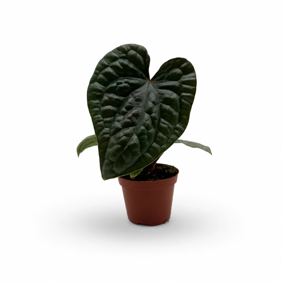 Las mejores ofertas en Anthurium en plantas de interior | eBay