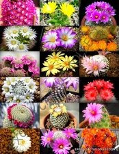 FLOWERING MAMMILLARIA MIX, exotic cacti rare cactus plant seed 30 SEEDS