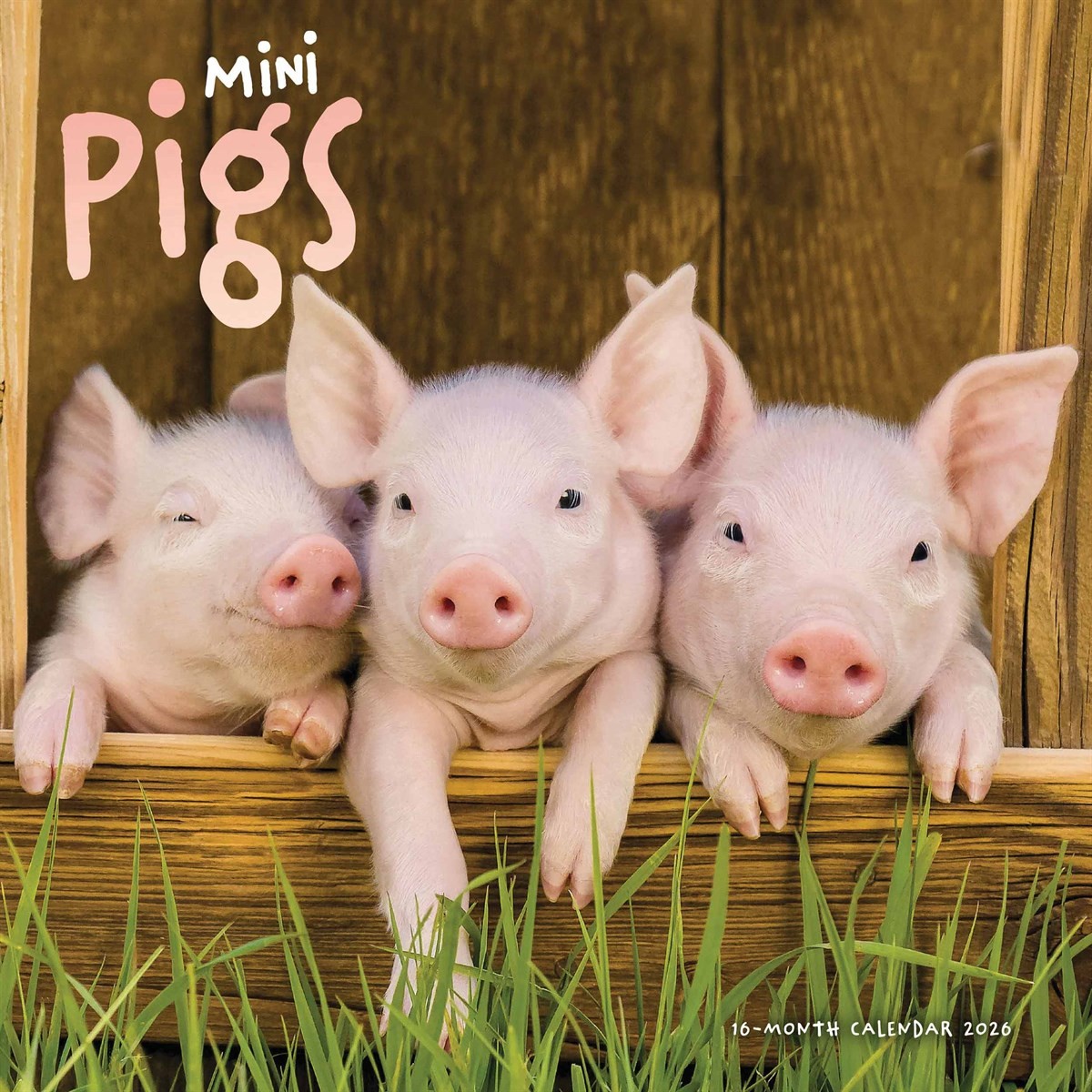 Mini Pigs Calendar 2026, Wall Calendars, Month To View, Animals, Gift