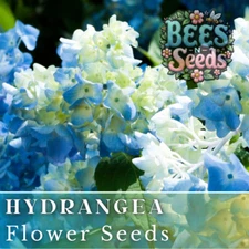 Bicolor Sonata Hydrangea Seeds 85 or 250 Seeds Flower, Flower Seeds, Non GMO