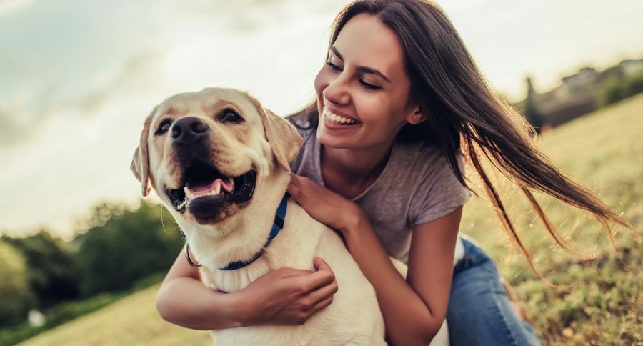 How to introduce a collar to a shy dog