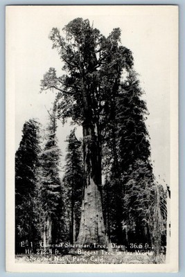 General Sherman Tree Sequoia National Park California CA RPPC Photo Postcard