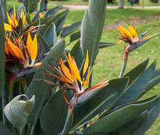 Strelitzia reginae Bird of Paradise - 1,000 Seeds - Bulk