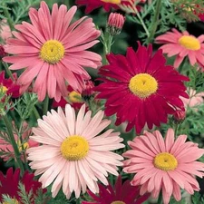 Painted Daisy Seeds 300+ Flower USA SELLER FREE SHIPPING PERRENIAL MULTI-COLOR
