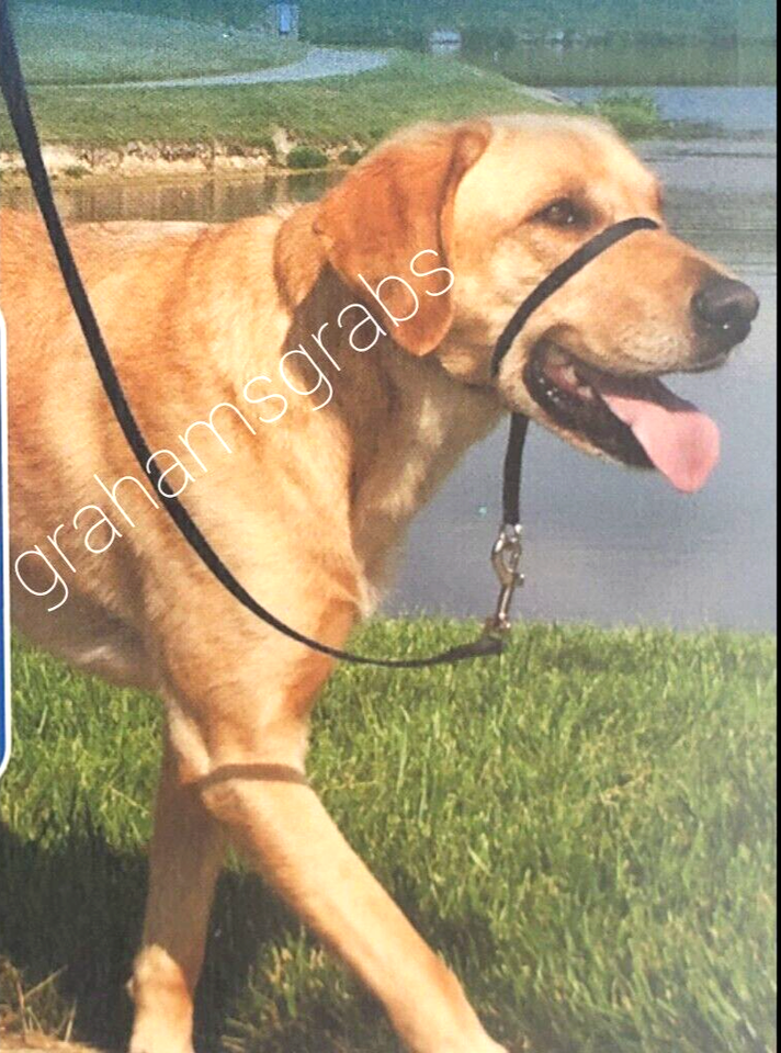 Gentle Leader Head Collar Dog Training Guide Walk Anti Pull Choose Size Color Royal Blue Medium 25 60lbs Gentle Leader Head Collar Dog Training Guide Walk Anti Pull Choose Size Color Royal Blue Medium 25 60lbs