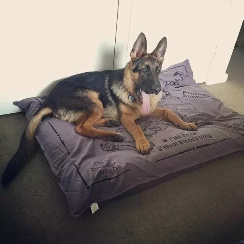 Dog top futon bed