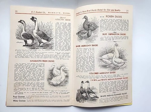Vintage 1945 Neubert's Neubert Poultry Supply Catalog - Fifty Second Annual - Picture 7 of 9