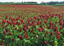 SeedRanch Crimson Clover Seed : Nitro-Coated & Inoculated - 5 Lbs.