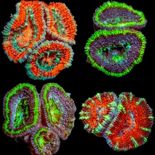 Acan Coral Bundle – 4 Live Frags, Red & Green Mix, 2–3 Heads, Reef Ready