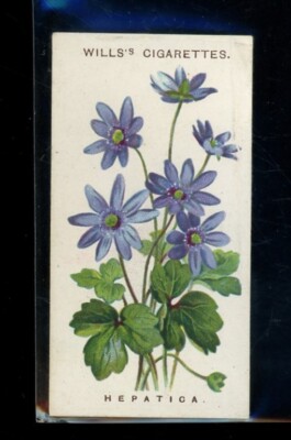 Will's Cigarettes Hepatica A series of 50 Alpine Flowers #14