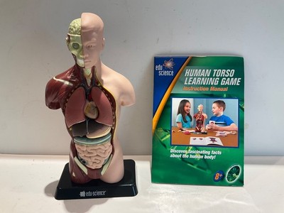Human Torso model Home School Edu Science Kit  with Working Stethoscope anatomy