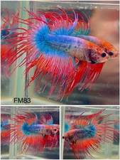 Male Betta Live Fish - Fancy Crown Tail Halfmoon - FM83 - High Quality A++