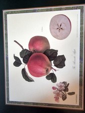 Set Of 6 Large Pimpernel  Place Mats  Hooker's Fruits Cork Backed