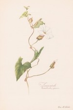Calystegia sepium Genuine Hedge Bindweed Color Print from 1954 Elsa