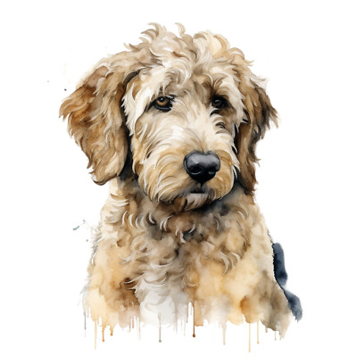 XXL 18x18 cm car sticker goldendoodle sticker