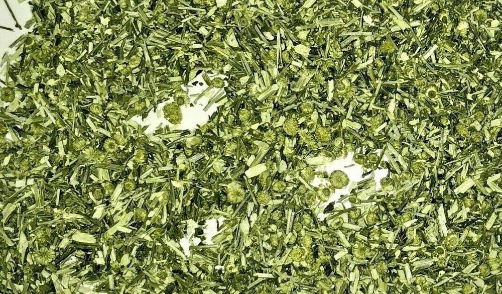 Herb Feverfew (Certified Organic) leaves herbal flowers - grown in Usa