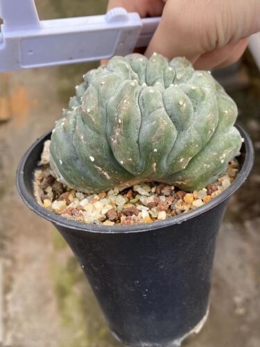 Astrophytum aztekium Thick Crest Forme L-Willy Rare Succulent living plant 6CM - Picture 6 of 6