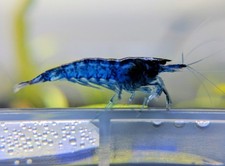 20 2 Blue Dream Shrimp Neocaridina Shrimp  FREE SHIPPING