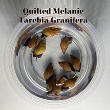 Quilted Melania Tarebia granifera Live Snails 5 Pack Freshwater