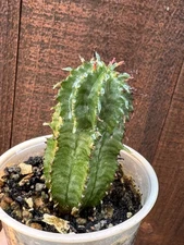 Euphorbia polygona Succulent Cactus