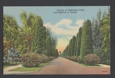 linen postcard "Avenue of Australian Pines & Hibiscus in Florida" divided back