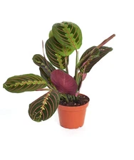 Shop Succulents | Live Maranta Red 'Prayer Plant', Naturally Air Purifying Ho...
