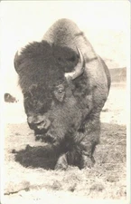 RPPC Photo of Large Bison or Buffalo Bull in Canada 1930s/40s era Animals