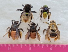 HYMENOPTERA CARPENTER SP. FROM ATALAYA-PERU NEW ARRIVAL LOT OF 5