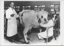 Cow Check-Up, 1930 --POSTCARD