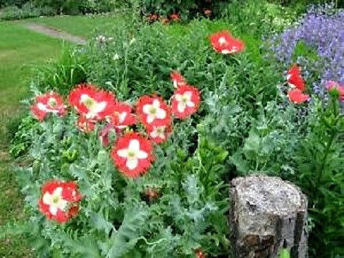 Papaver Poppy DANISH FLAG QUEENS POPPY Danebrog Flower 600 (0.25gr) Sementes - Picture 3 of 5